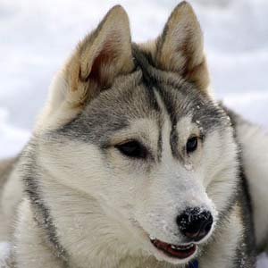 Cas - Semargl Moguta