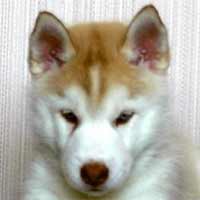 Shayan