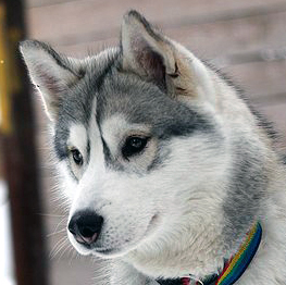 ~Spike~ Semargl Mezgir